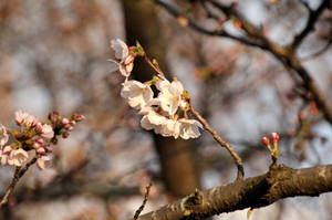 ebigawanosakura1204 003.jpg